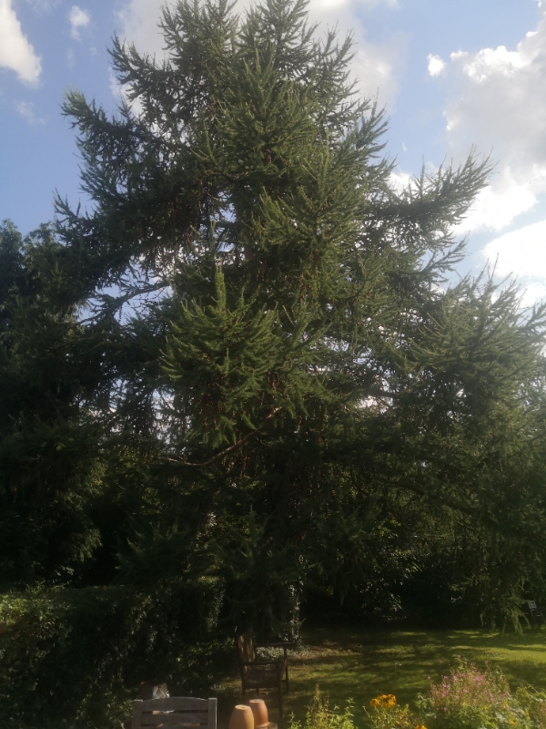 Fældning af lærketræ