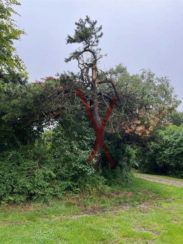Fældning af træer og buske