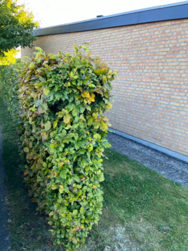 Parkeringsplads til bil.