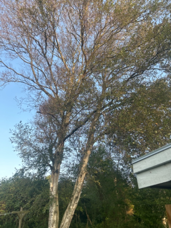 Fældet et birketræ