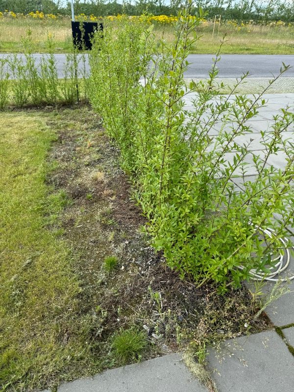 Lugning af ukrudt under hæk