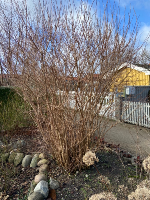 Beskæring af 3 buske og træ