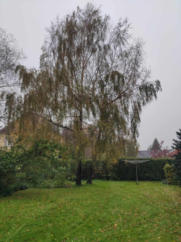 fældning af 2 birketræer