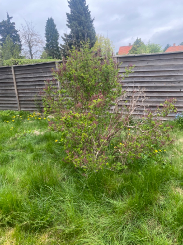 Fjerne rødder og buske i haven