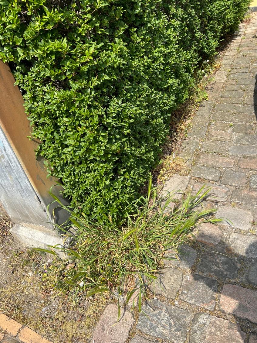 Havearbejde i forhave/indkørsel