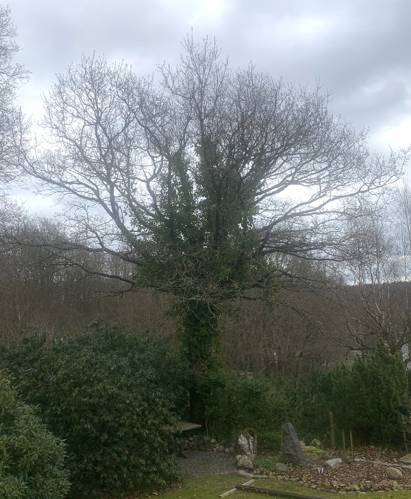 Beskæring af egetræ