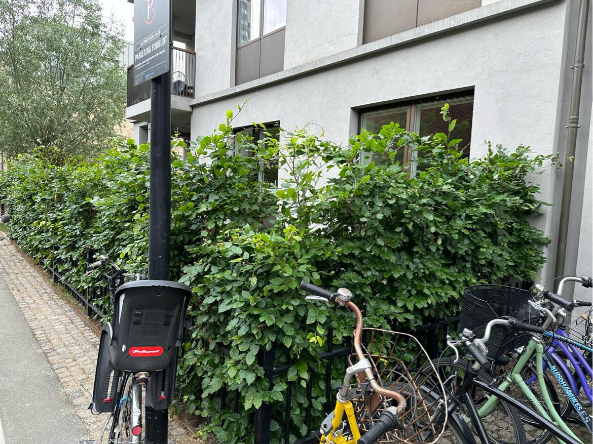 Hækklipning - bøgehæk