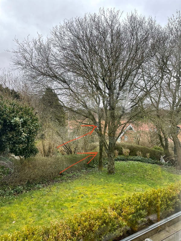 Fældet træ. Beskåret nabotræet