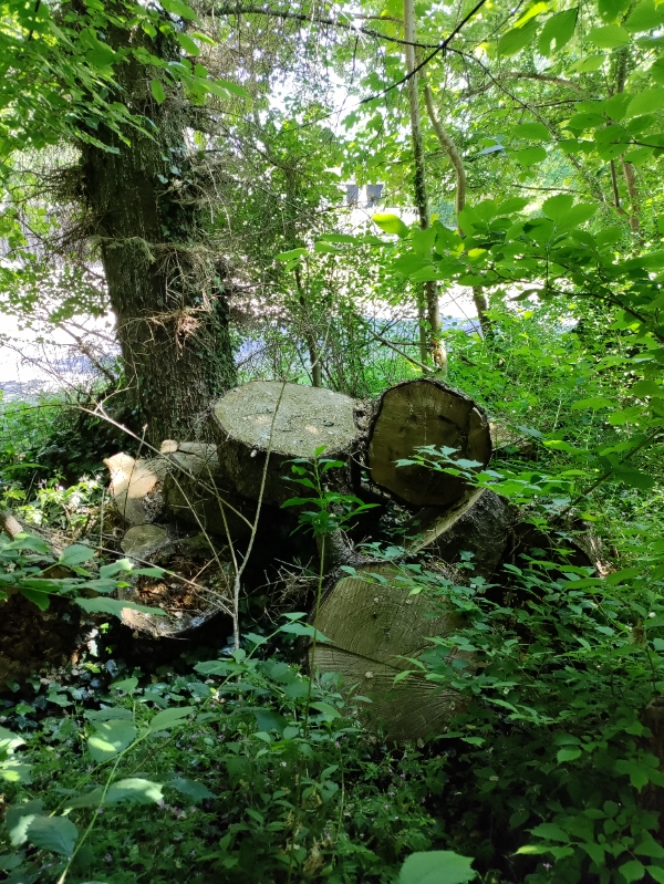 Kløve en masse brænde med en elektrisk brændekløver. Der er 11 træer. Se evt. Billeder