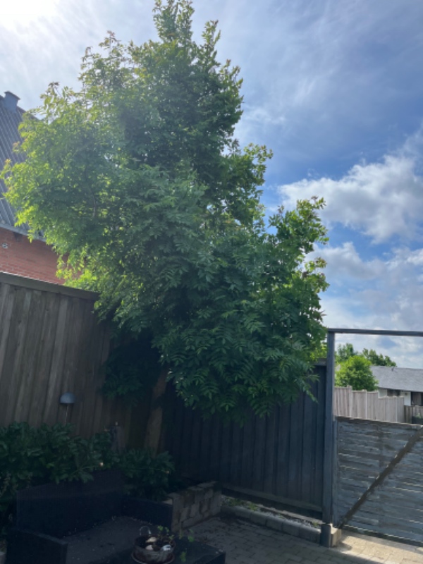 Hæk- og træbeskæring