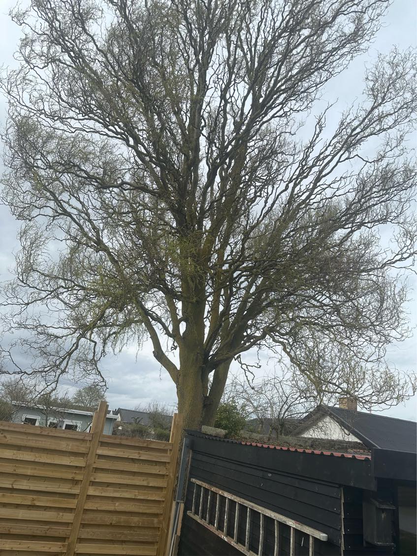 Bud ønskes: Fældning af træ