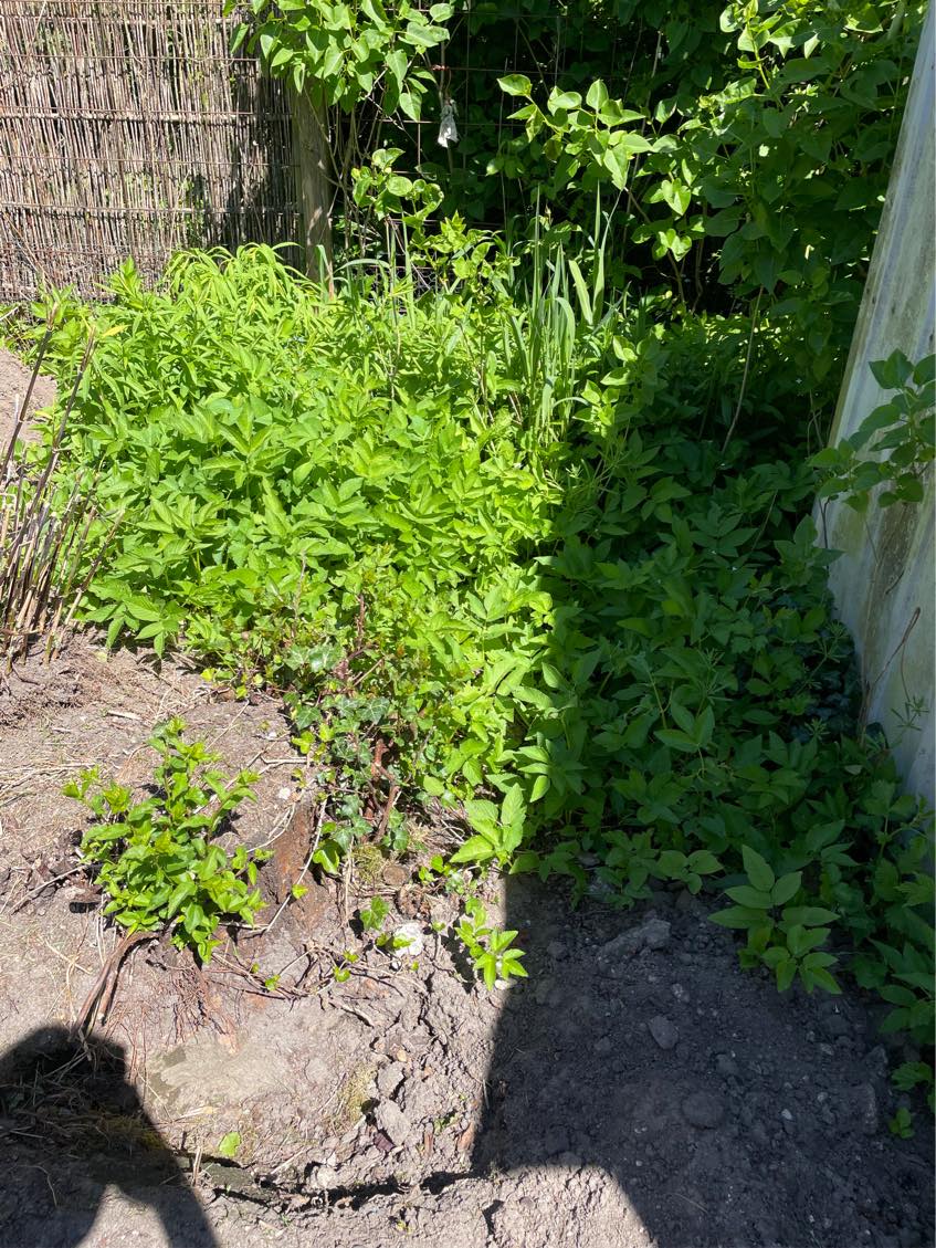 Fjernelse af træstammer og buske