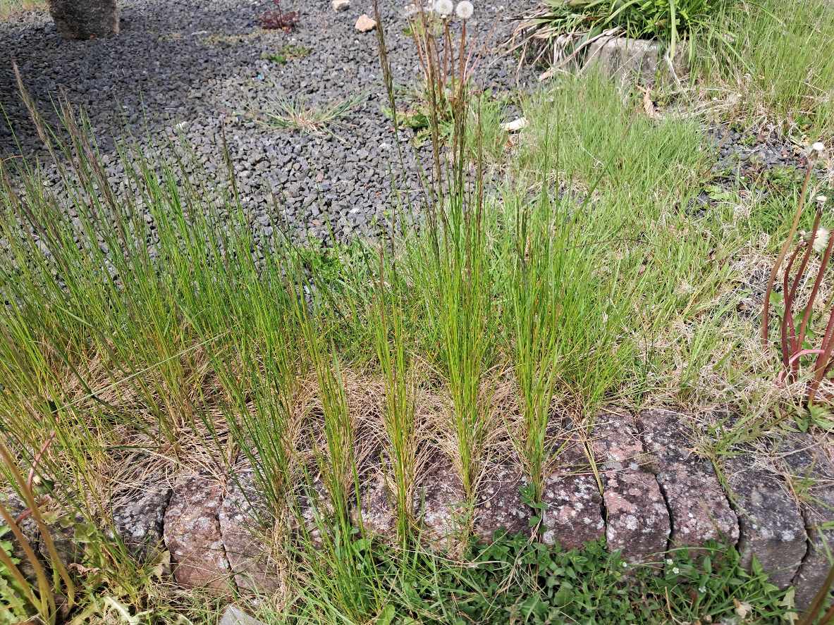 Fjerne ukrudt i skærvebed