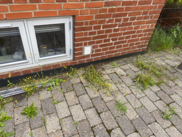 Fjernelse af ukrudt rundt om hus