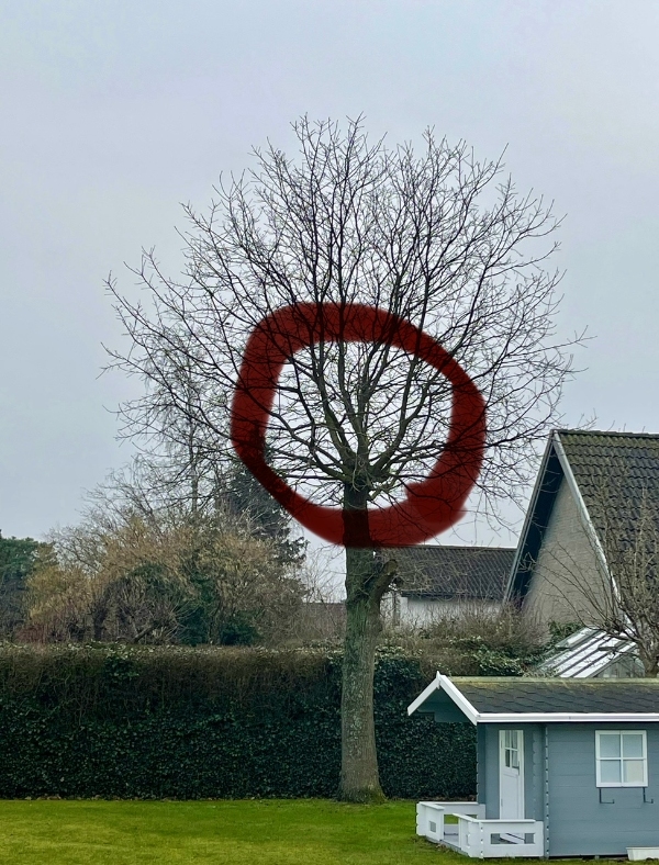 Beskæring af træ i Tårnby