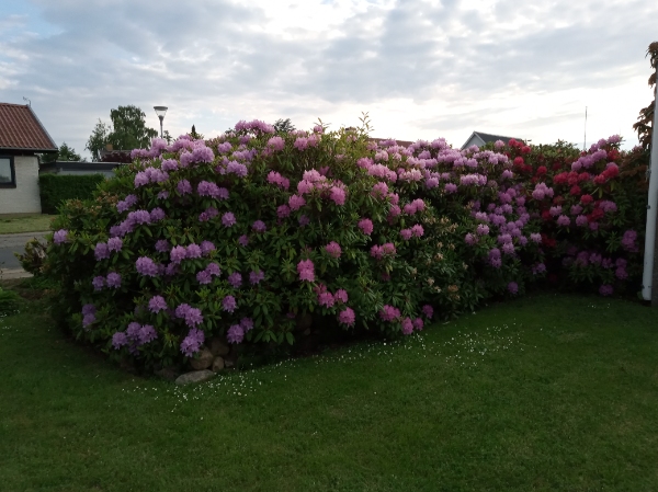 studsning af mindre buske samt udtynding af rhododendrod bed