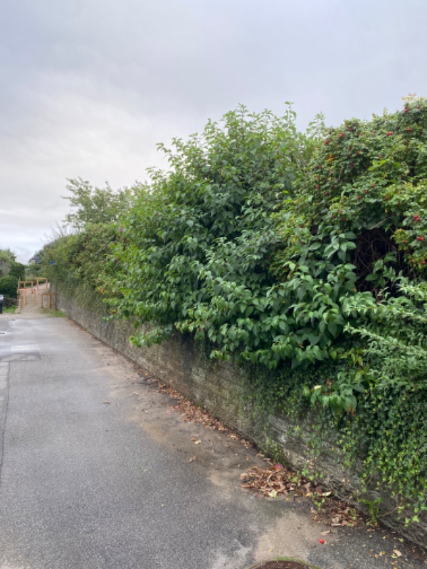 Klippe ukrudtshæk ud mod vejen ca 40 meter (varierer i højde men nok 2m. Haveaffald skal køres væk