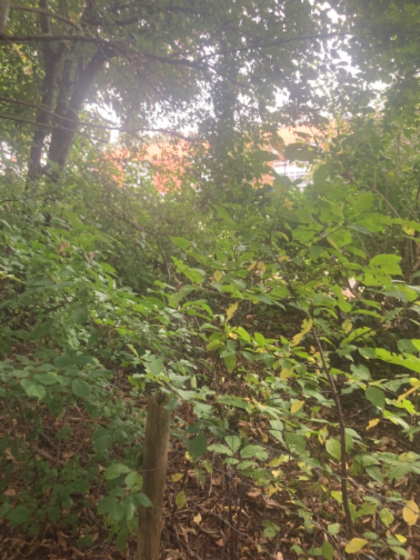 Fjerne buske og 11 små træer