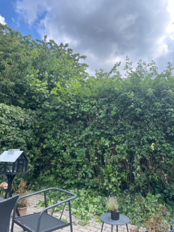 Hæk og busk klipning