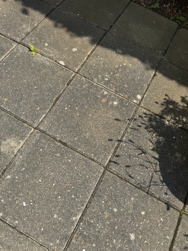 Fliserens for flisepest/alger