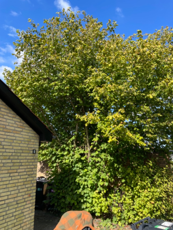 Kom og fæld mit træ.