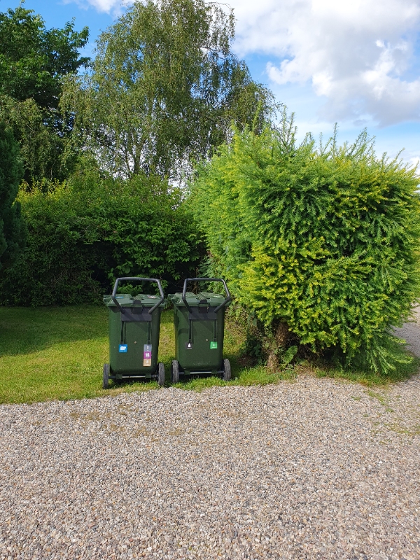 Beskæring af lærkehæk