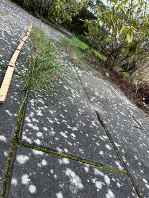 Fjerne ukrudt og tilrette fliser på terrasse