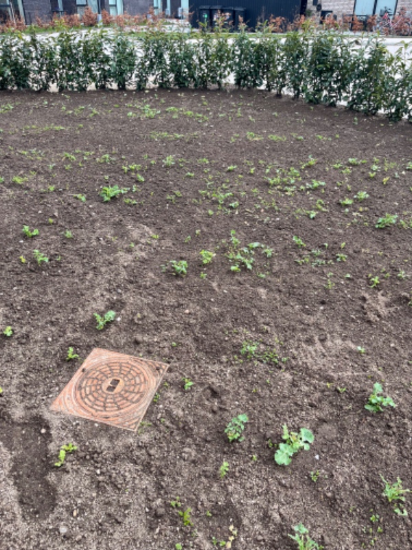 Levering og udlægning af rullegræs