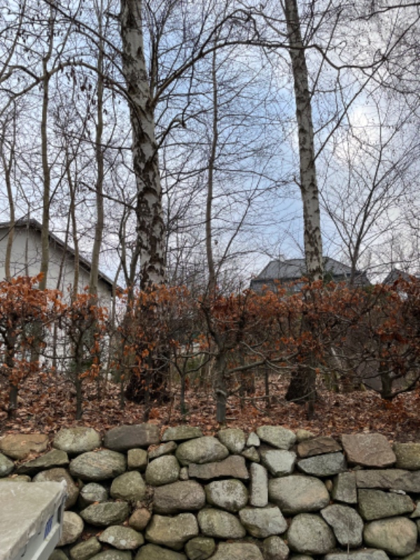 Fældning af 5 birketræer