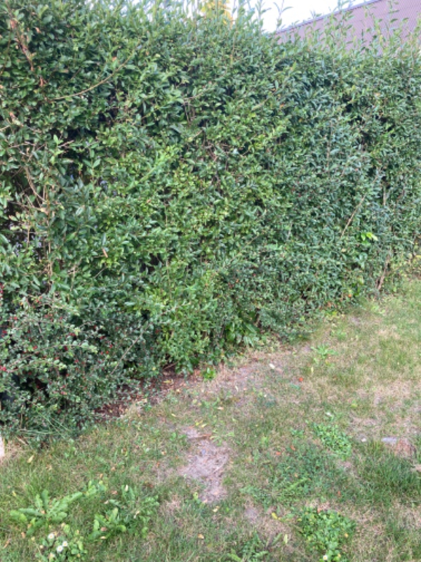 Hjælp til lugning ved hækken i lille rækkehushave (hæk både  for og bag huset)+ evt. små ændringer i