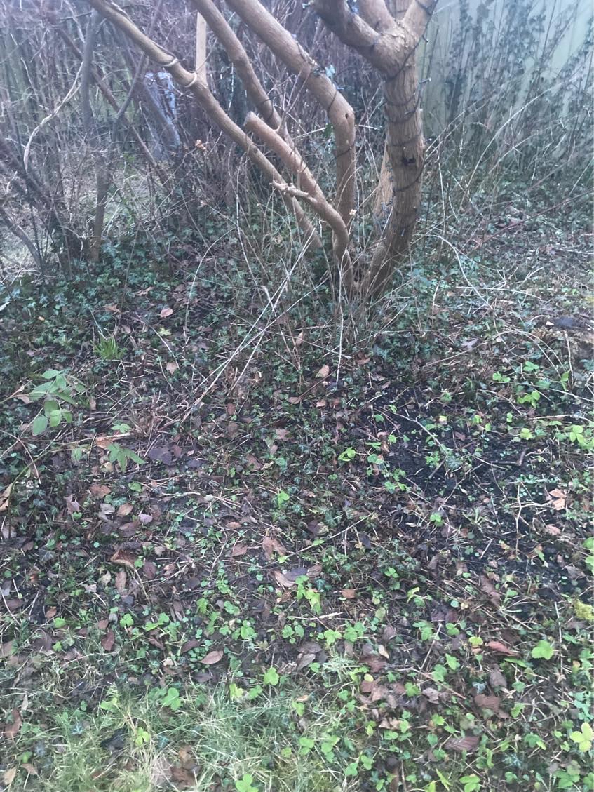 Fjerne rødder under jorden fra buske