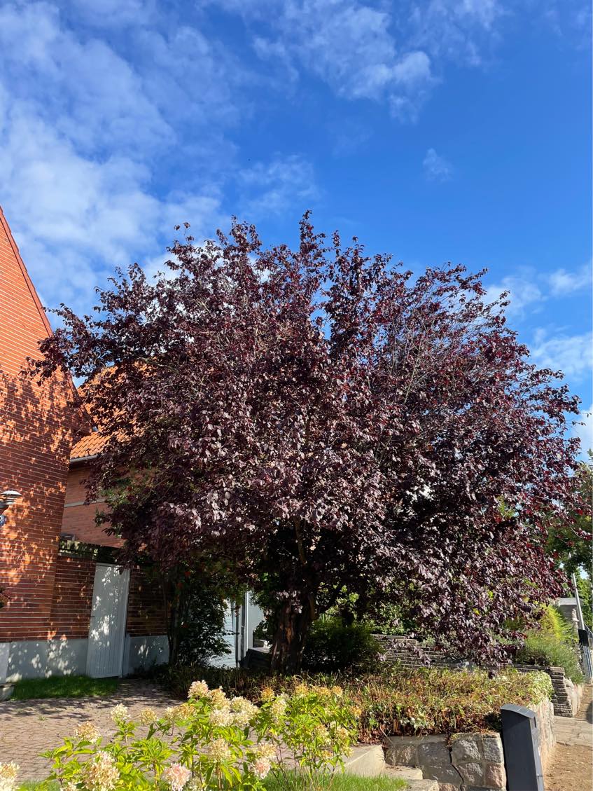 Beskæring af træ