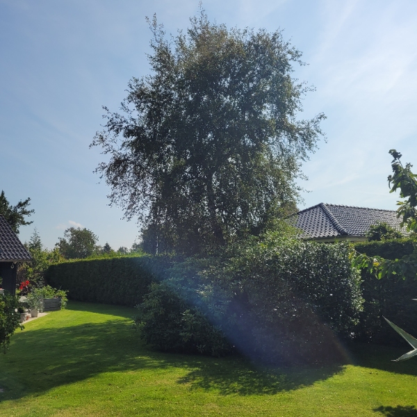 Beskæring/fældning af træer