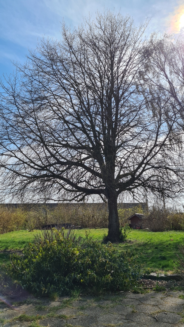 Topskæring af 2 træer