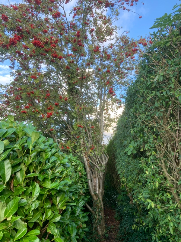 Beskæring af to træer