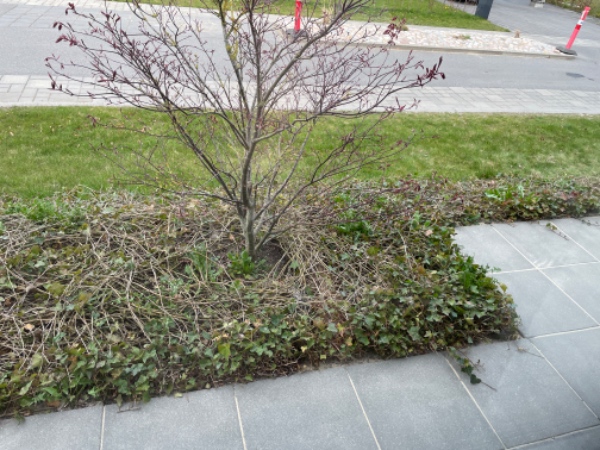 Fjerne ukrudt fra bede