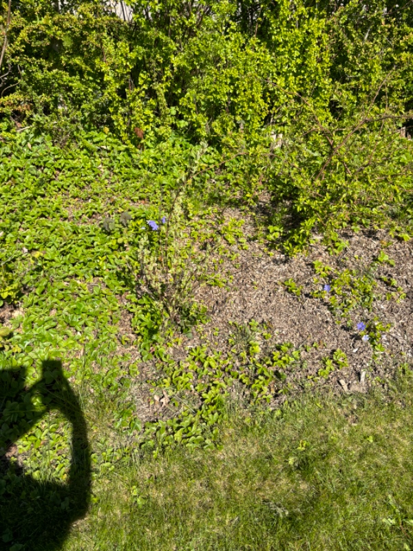 Lugning og havearbejde