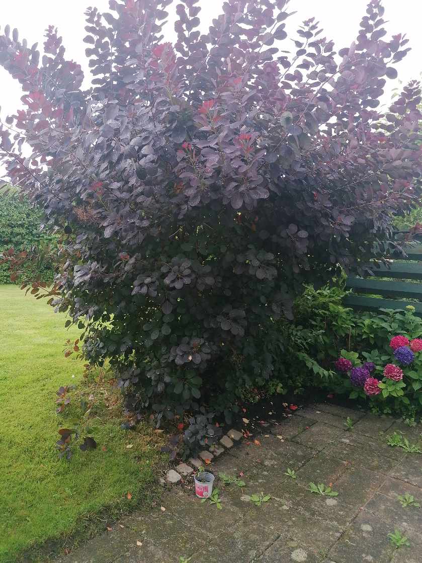 Grave 3 buske op og køre dem væk