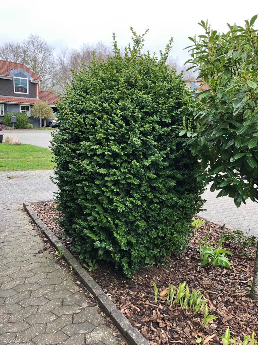 Rydning af buske og små træer samt planering og lægning af fliser