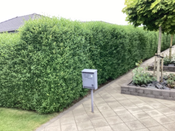 Hækklipning af ligusterhæk