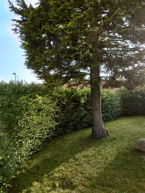 Hækklipning og affaldsfjernelse