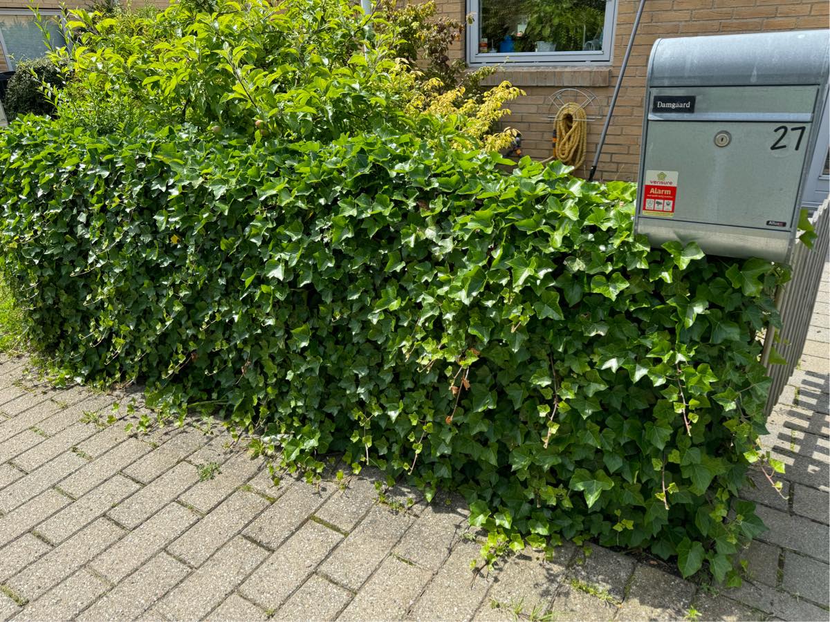 Klipning af hæk samt bortkørsel