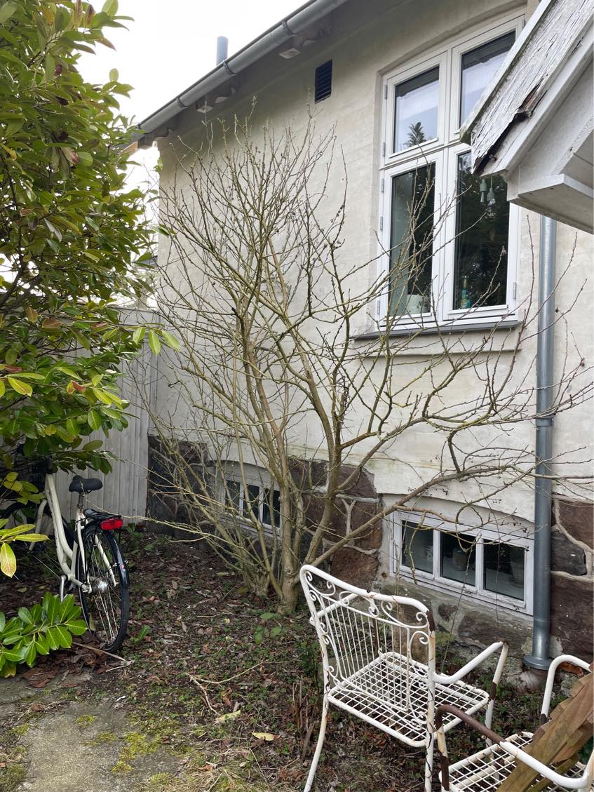 Havearbek beskæring fældning bortkørsel