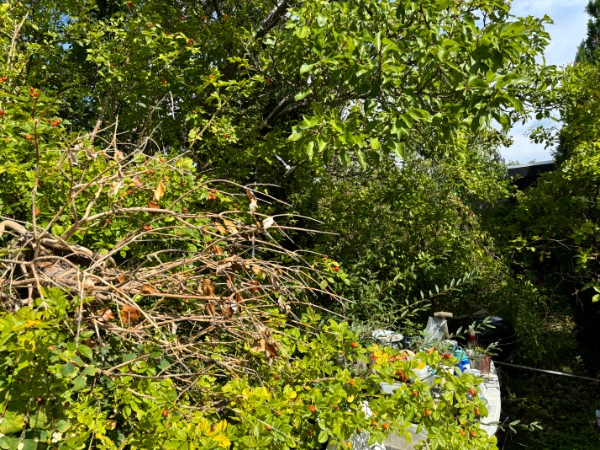 Beskæring af mindre træer og buske og bortførsel af haveaffald