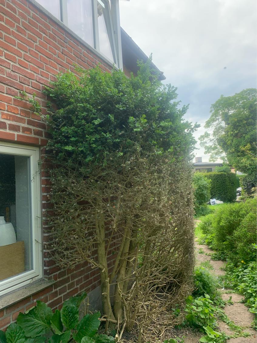 Hækklipning og beskæring