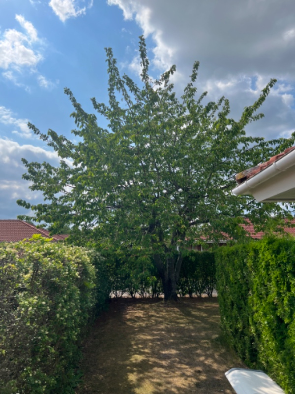 Havearbejde, klipning af hæk, beskæring af træer, fjerne ukrudt