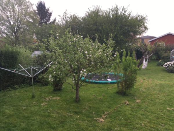 Lugning og beskæring af have