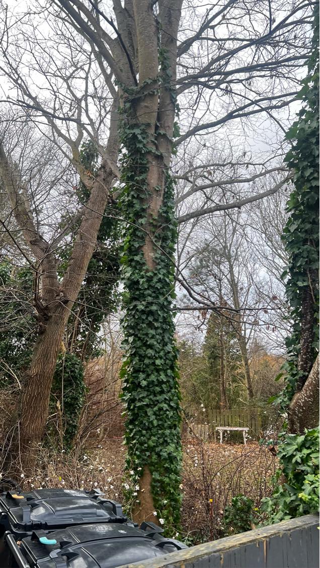 Træfældning og fjernelse