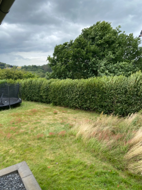 Hækklipning, den er ca 3m høj, klippes ned til 1,6m, ca 35 m lang.