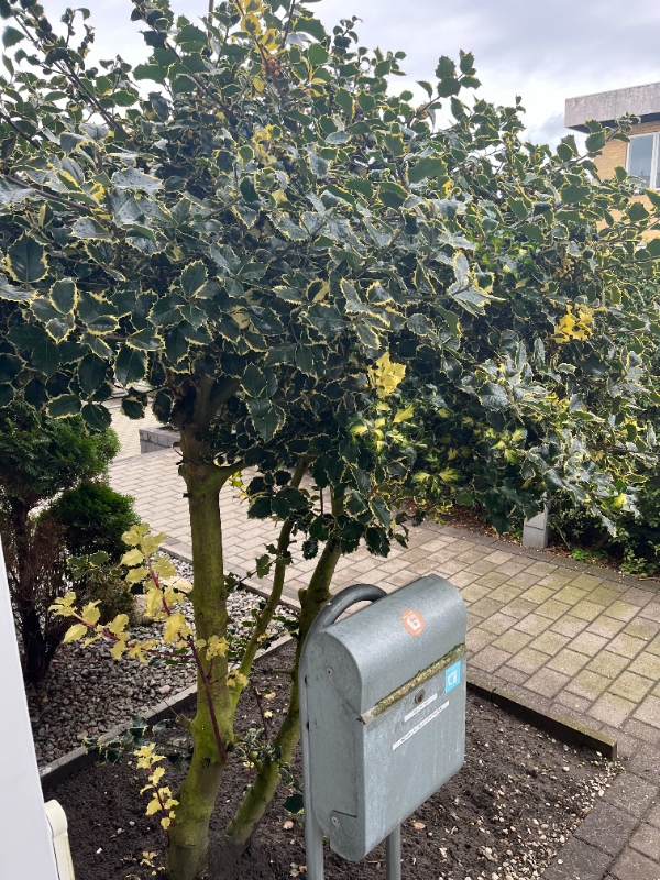 Fældet kristtorn og fjerne roden derefter